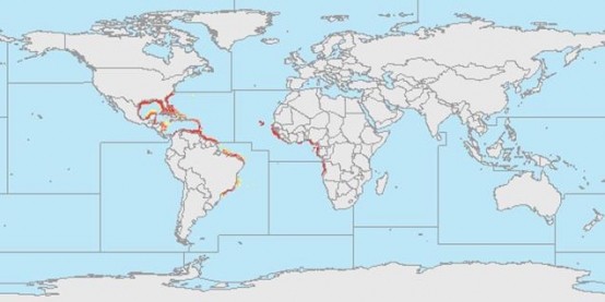 Especies del Caribe Mexicano, el Jurel